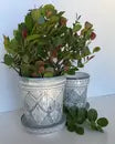 Safi Large Planter with Saucer
